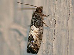 Tortricid Moth